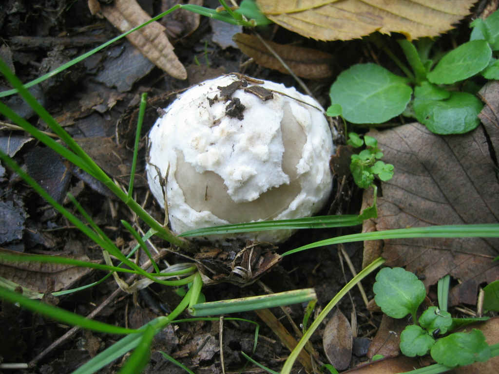 2005 :  Un anno di funghi